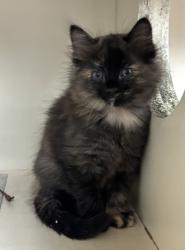 Shelter Stray Female Cat last seen Near Robins Landing Way Decatur, GA 30032, 30032, GA, Atlanta, GA 30341