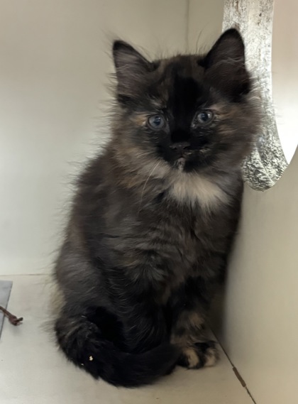 Shelter Stray Female Cat last seen Near Robins Landing Way Decatur, GA 30032, 30032, GA, Atlanta, GA 30341