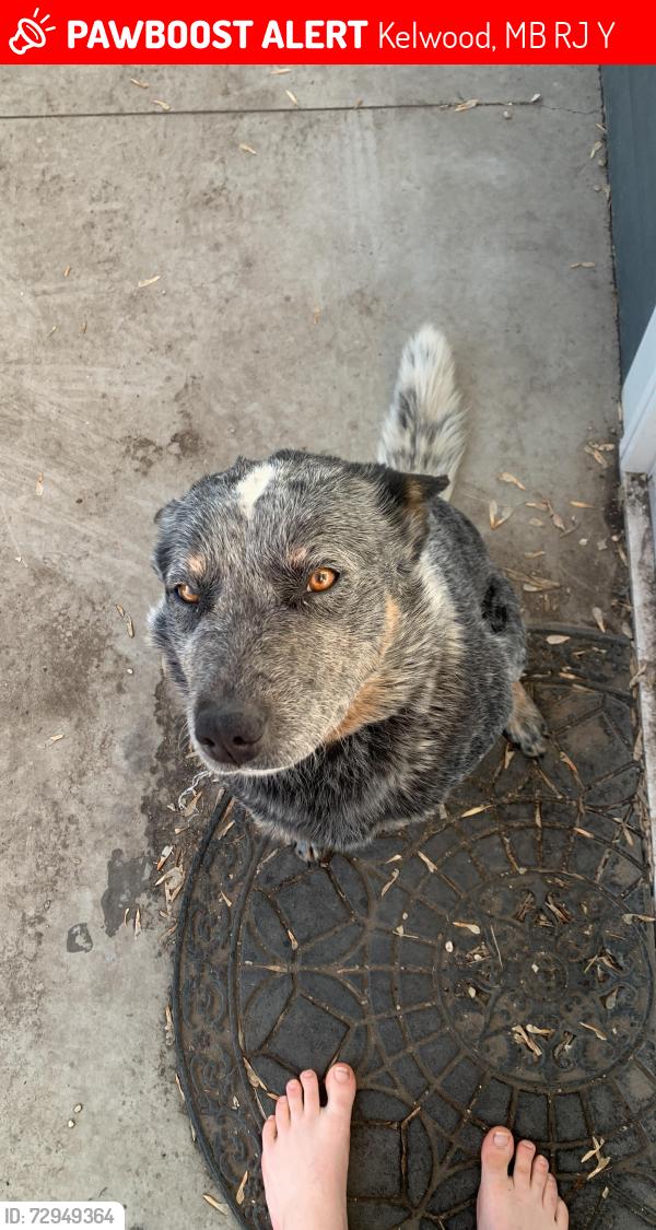 Lost Male Dog last seen Highway 261 highway 5 junction, Kelwood, MB R0J 0Y0