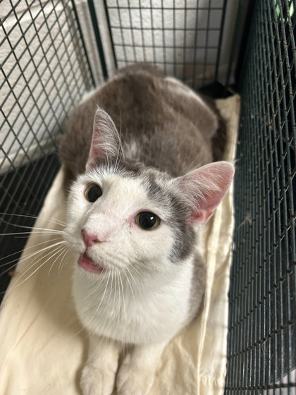 Shelter Stray Unknown Cat last seen Powell, TN 37849, Knoxville, TN 37919