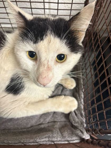 Shelter Stray Male Cat last seen Knoxville, TN 37917, Knoxville, TN 37919