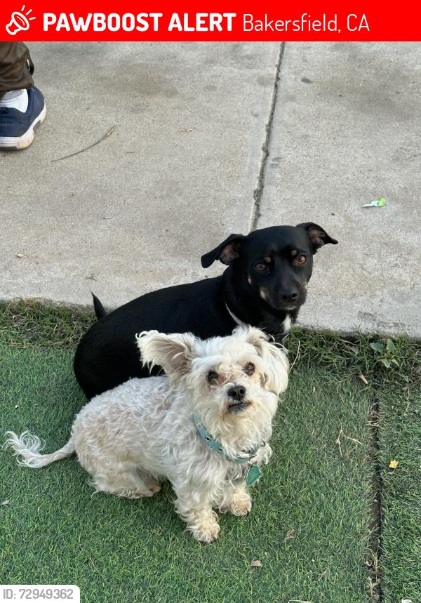 Lost Male Dog last seen Lowell park, Bakersfield, CA 93304