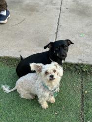Lost Male Dog last seen Lowell park, Bakersfield, CA 93304