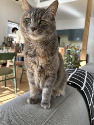 Lost Female Cat last seen Santa Clara and Quincy, Detroit, MI 48221