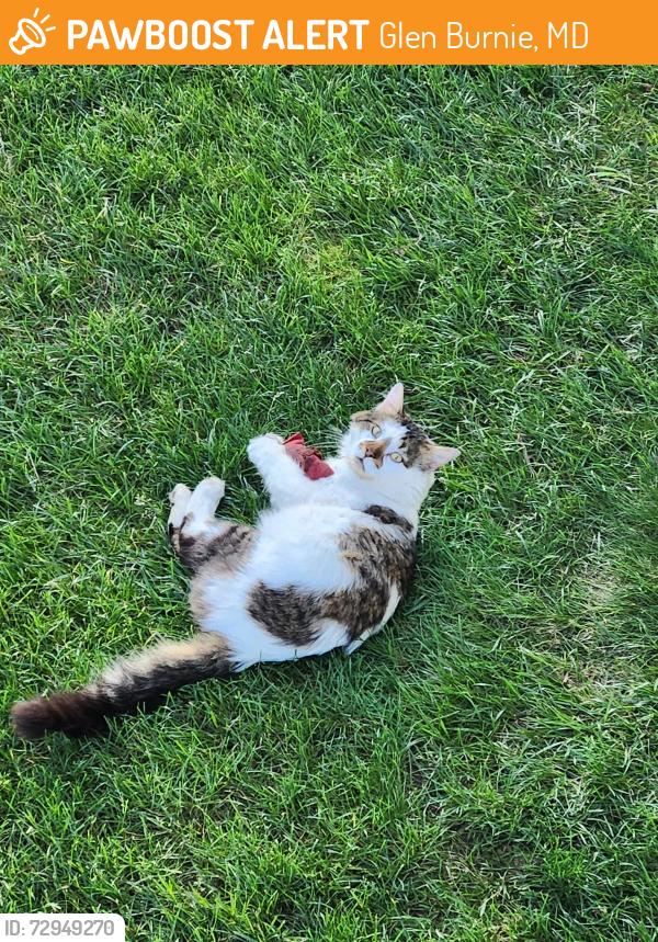 Found/Stray Male Cat last seen Old Mill Road and Williamstowne Drive, Glen Burnie, MD 21108
