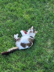 Found/Stray Male Cat last seen Old Mill Road and Williamstowne Drive, Glen Burnie, MD 21108