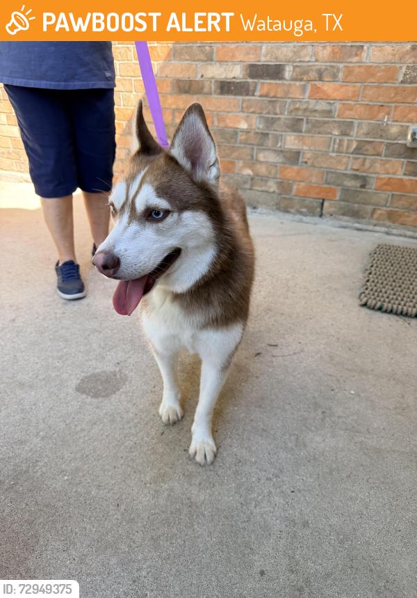 Found/Stray Female Dog last seen Quail meadow dr , Watauga, TX 76148