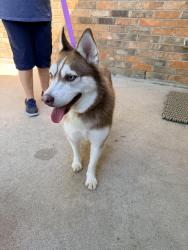 Found/Stray Female Dog last seen Quail meadow dr , Watauga, TX 76148