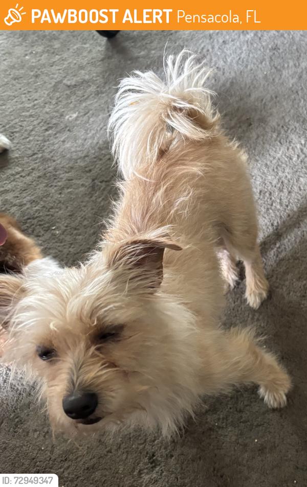 Found/Stray Unknown Dog last seen Near block Nw st Pensacola , Pensacola, FL 32505