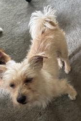 Found/Stray Unknown Dog last seen Near block Nw st Pensacola , Pensacola, FL 32505