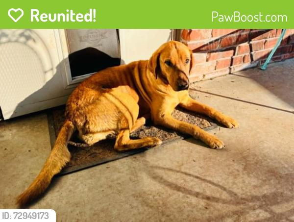Reunited Female Dog last seen Pony Express Trail and Gold Fields Trail, Edmond, OK 73003
