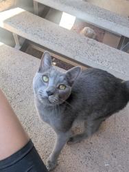 Reunited Unknown Cat last seen Hayden and Camelback rd, Scottsdale, AZ 85251