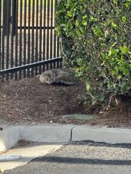 Found/Stray Unknown Cat last seen End of cul-de-sac near fence, tree, and bushes. At the end of E Howell., Anaheim, CA 92805