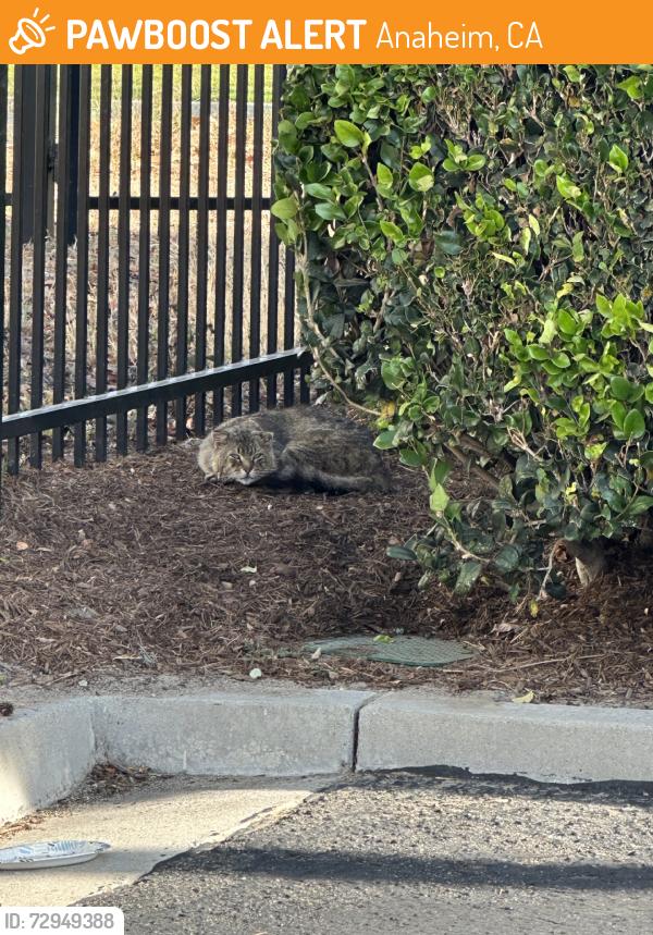 Found/Stray Unknown Cat last seen End of cul-de-sac near fence, tree, and bushes. At the end of E Howell., Anaheim, CA 92805