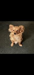 Reunited Male Dog last seen Guadalupe and zaramora, San Antonio, TX 78207