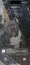 Reunited Male Dog last seen Carey and commerce , North Las Vegas, NV 89030