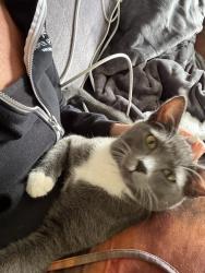 Lost Male Cat last seen Park place lane , Olympia, WA 98501