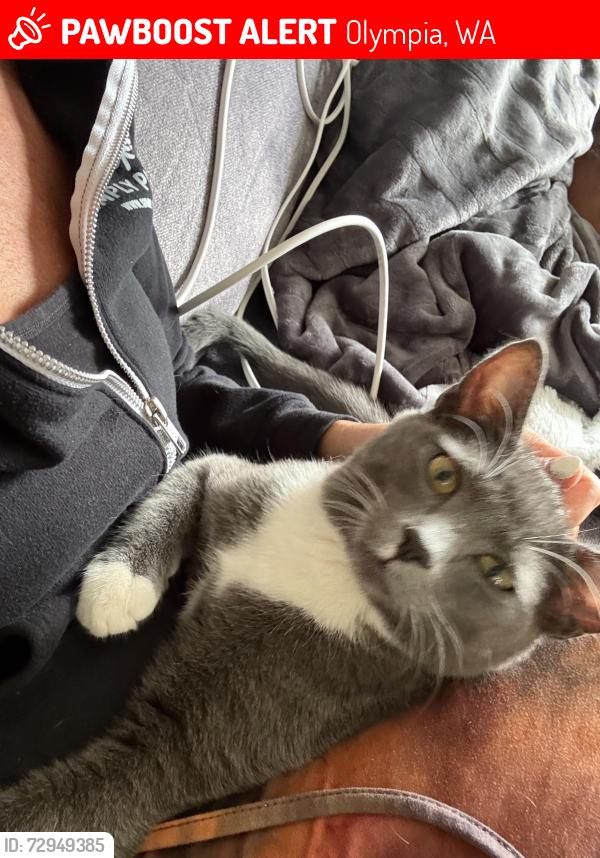 Lost Male Cat last seen Park place lane , Olympia, WA 98501