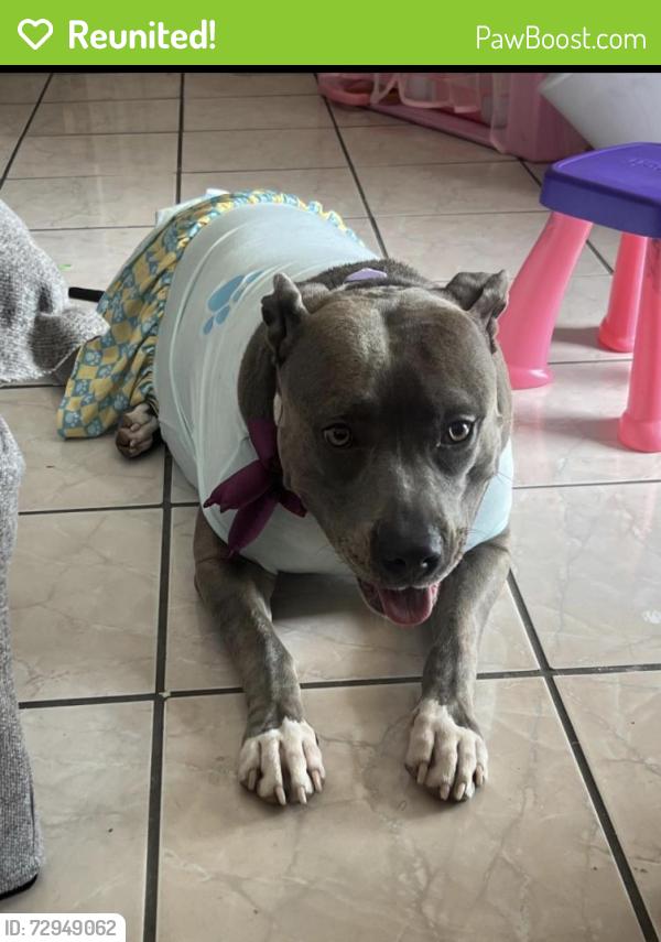 Reunited Female Dog last seen Briargate Dr, San Antonio, TX 78230, USA, San Antonio, TX 78230