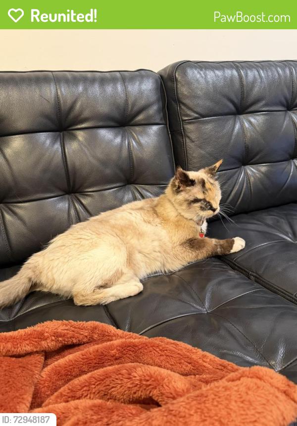 Reunited Female Cat last seen Water wellness center. , Millcreek, UT 84106