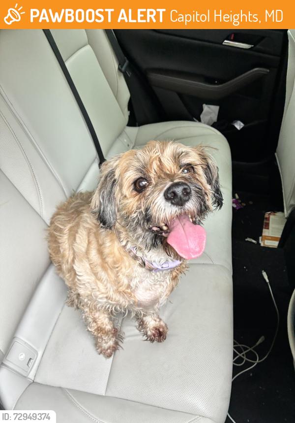 Found/Stray Male Dog last seen Shadyside Road, Capitol Heights, MD 20743