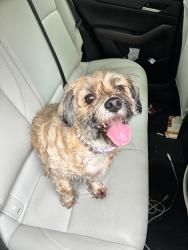 Found/Stray Male Dog last seen Shadyside Road, Capitol Heights, MD 20743
