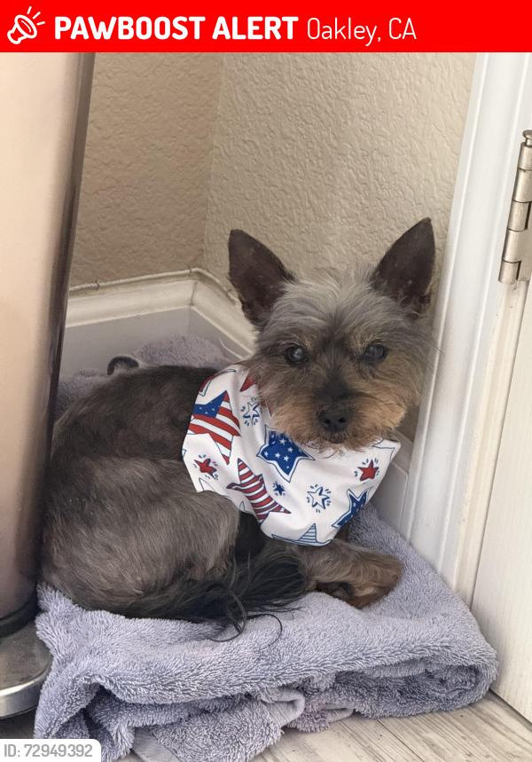 Lost Male Dog last seen Near McDonald’s and Chevron off O’Hara Ave and Laurel Rd, Oakley, CA 94561