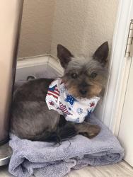 Lost Male Dog last seen Near McDonald’s and Chevron off O’Hara Ave and Laurel Rd, Oakley, CA 94561