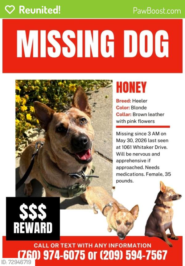 Reunited Female Dog last seen Irving Park, Reno, NV 89503