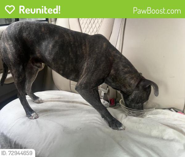 Reunited Male Dog last seen Near Cooper St, Memphis, TN 38104, USA, Memphis, TN 38104