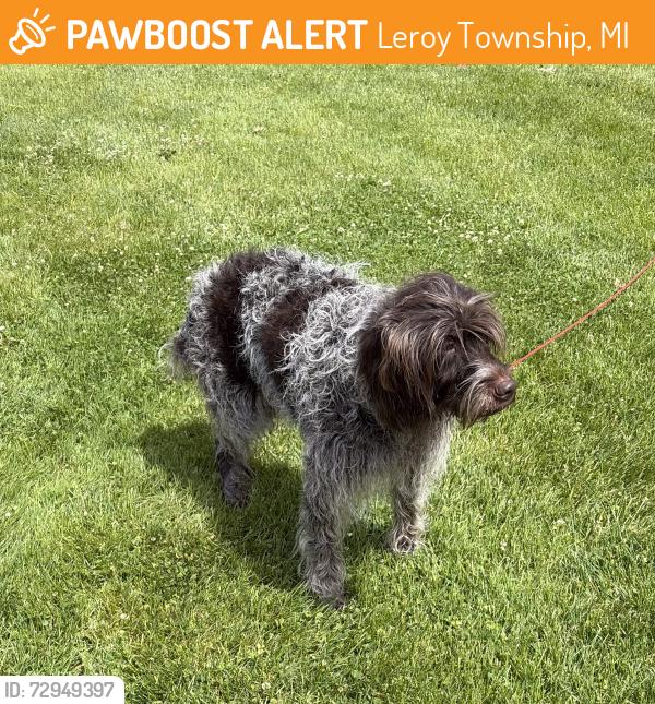 Found/Stray Female Dog last seen 4 mile and B Dr S, Leroy Township, MI 49051