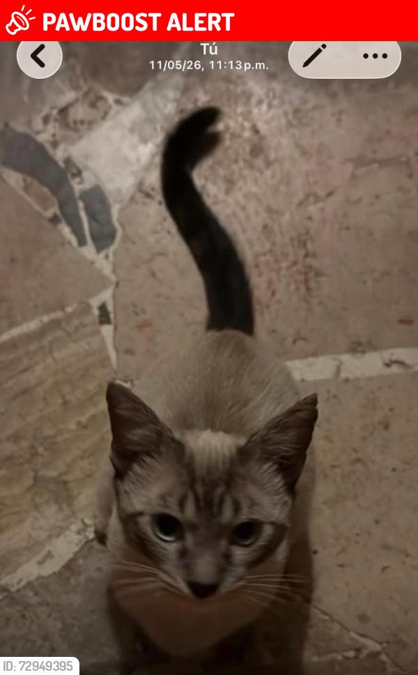 Lost Male Cat last seen Florecía 425 col providencia, San Luis Potosí, S.L.P. 78390