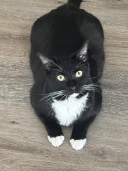 Reunited Male Cat last seen Near Crosswoods Cir, Citrus Heights, CA 95621, USA, Citrus Heights, CA 95621