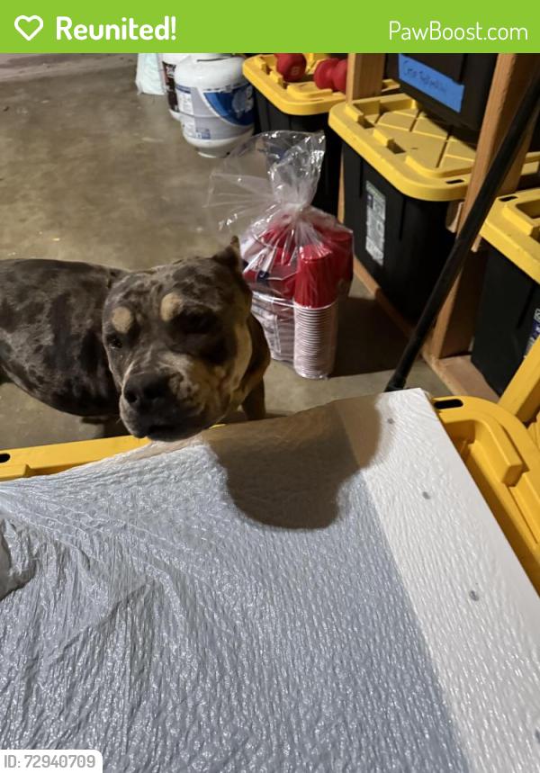 Reunited Female Dog last seen Lakeside drive and arrowhead, Riverside, CA 92509