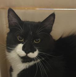 Shelter Stray Unknown Cat last seen 38th and Kipling, Wheat Ridge, CO, 80033, Golden, CO 80401