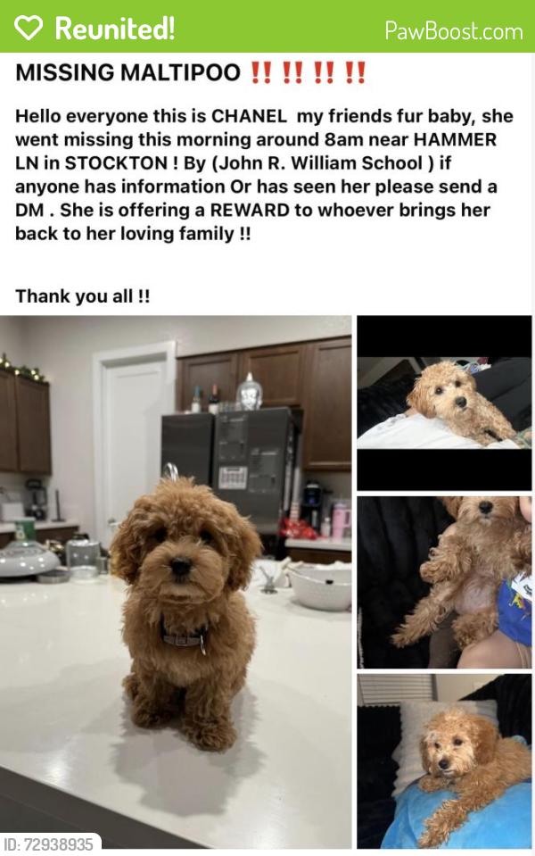 Reunited Male Dog last seen Meadow Ave, Hammer lane John R Williams school , Stockton, CA 95207