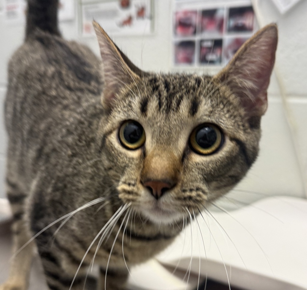 Shelter Stray Female Cat last seen 38th and Kipling, Wheat Ridge, CO, 80033, Golden, CO 80401