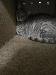 Shelter Stray Unknown Cat last seen Near Breadfruit Court, RALEIGH, NC, 27616, Raleigh, NC 27610