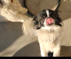 Lost Female Dog last seen Linnwood,chinowith , Visalia, CA 93277