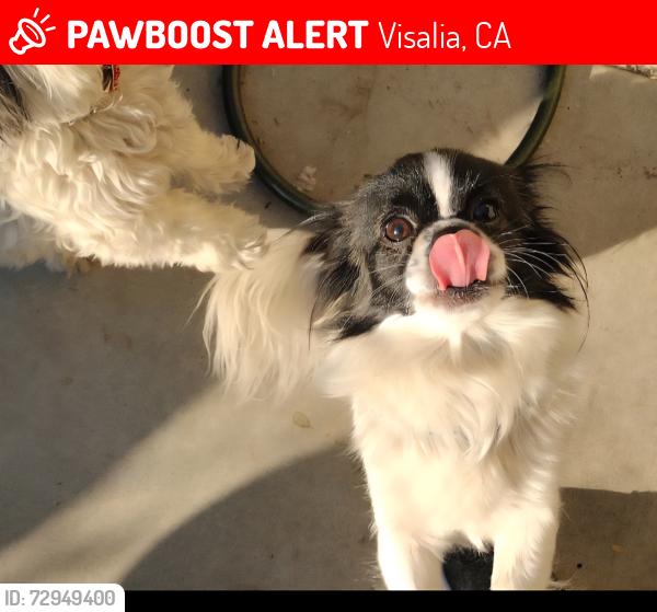 Lost Female Dog last seen Linnwood,chinowith , Visalia, CA 93277