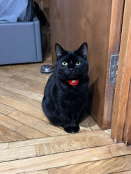 Reunited Unknown Cat last seen Hanwell, Hanwell, England W7