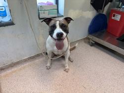 Shelter Stray Male Dog last seen Near Morris Park Avenue, BRONX, NY, 10460, New York, NY 10029