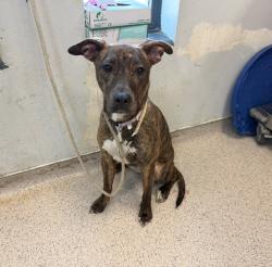 Shelter Stray Female Dog last seen Near 7th Avenue, NEW YORK, NY, 10030, New York, NY 10029