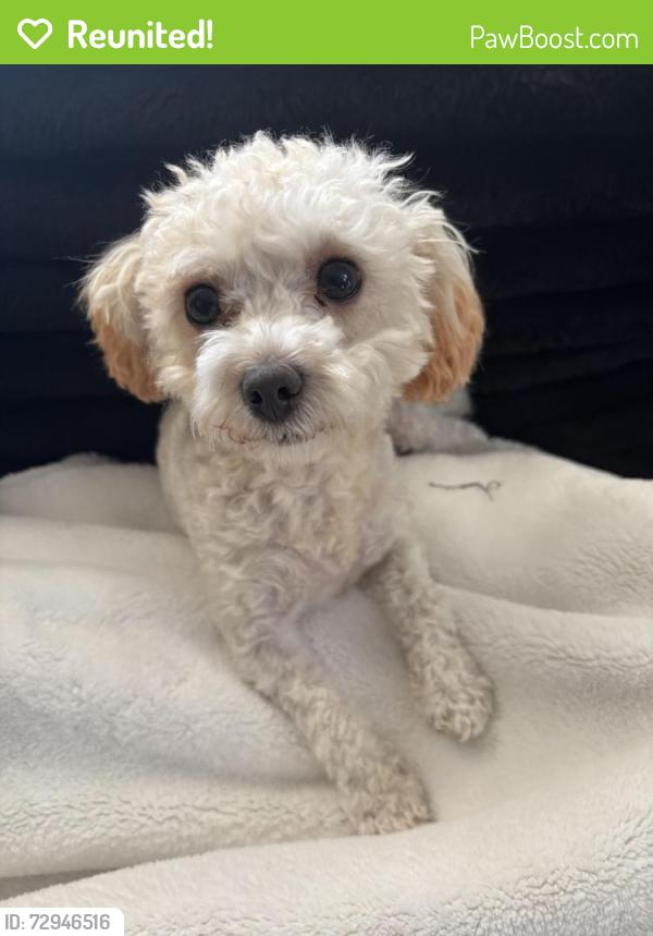 Reunited Female Dog last seen glassy pond, Las Vegas, NV 89183