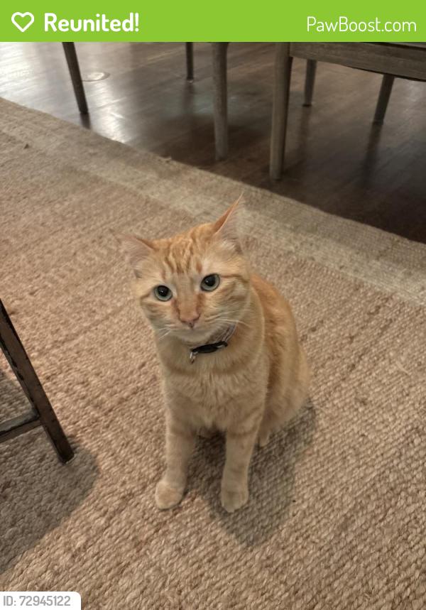 Reunited Female Cat last seen Near Villanova Street, Dallas, Texas 75225, Dallas, TX 75225