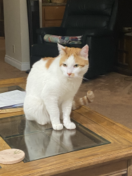 Lost Male Cat last seen Near Lone Oak Court near Gregory Lane, Pleasant Hill, CA 94523