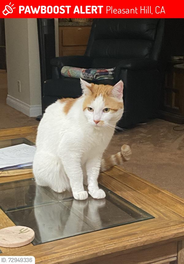 Lost Male Cat last seen Near Lone Oak Court near Gregory Lane, Pleasant Hill, CA 94523