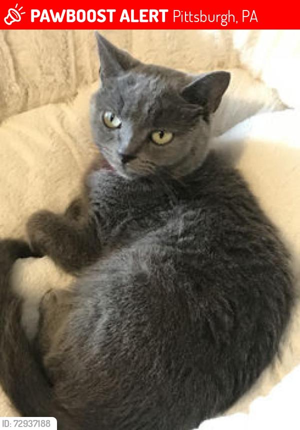 Lost Female Cat last seen Kestner Kaplan Greenlee rd, Pittsburgh, PA 15227