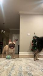 Reunited Male Dog last seen Denair Ct , Riverside, CA 92508