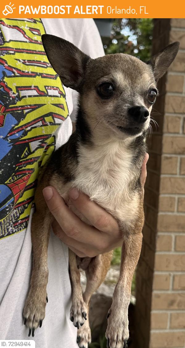 Found/Stray Female Dog last seen Bonneville Elementary , Orlando, FL 32826